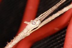 Paronchestus cornutus