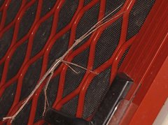 Paronchestus cornutus