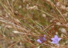 Terpandrus splendidus