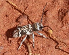 Corrhenes crassicollis