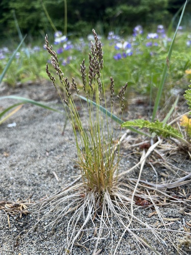 coastline bluegrass (Poa confinis)