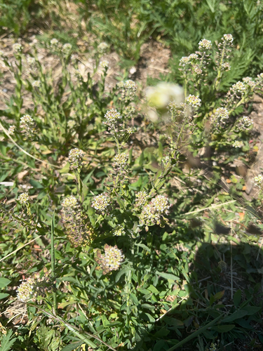 Image of Lepidium heterophyllum by no rights reserved