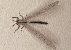 Heoclisis fundata