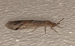 Heoclisis fundata