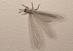 Heoclisis fundata