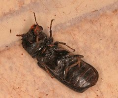 Bostrychopsis jesuita