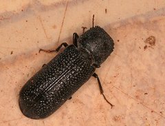 Bostrychopsis jesuita