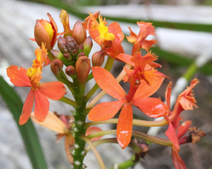 Epidendrum ibaguense