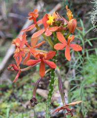 Epidendrum ibaguense