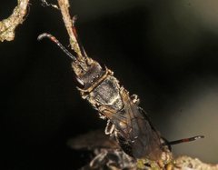 Euryglossa ephippiata