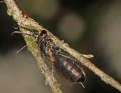 Euryglossa ephippiata