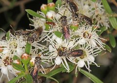Euryglossa ephippiata