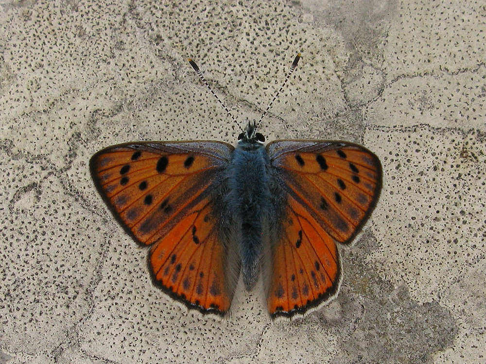 Purple-shot Copper