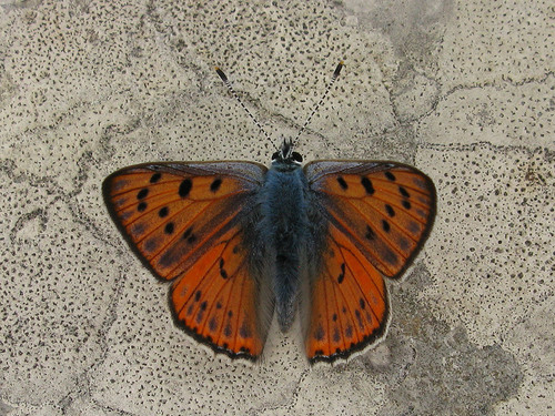 Čiobrelinis Auksinukas nuotrauka