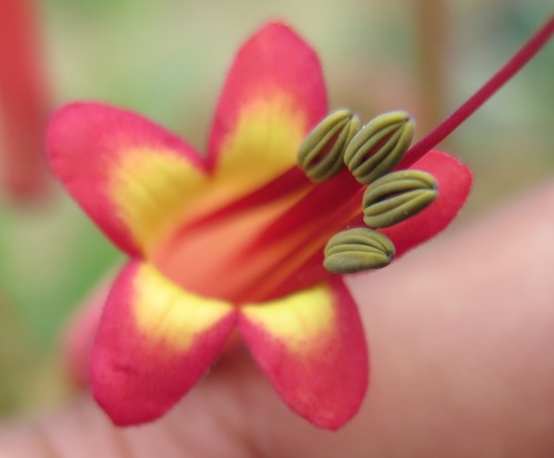 Image of Phygelius capensis by (c) Hlengiwe Mtshali, some rights reserved (CC BY-SA)