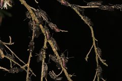 Euryglossa ephippiata