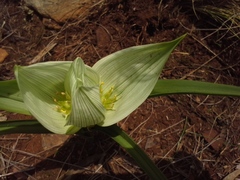 Colchicum melanthoides melanthoides