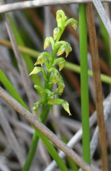 Genoplesium pumilum