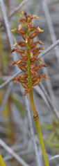 Genoplesium pumilum