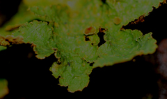 Yarrumia colensoi