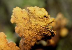 Yarrumia colensoi