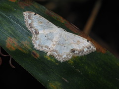 Scopula propinquaria