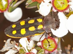 Castiarina xanthopilosa