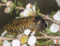 Stigmodera macularia