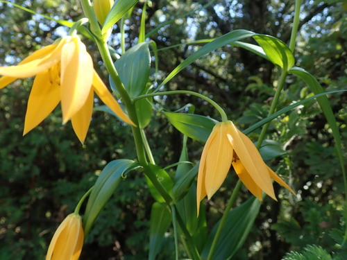 Image of Yellow Flamelily (Gloriosa modesta) by no rights reserved