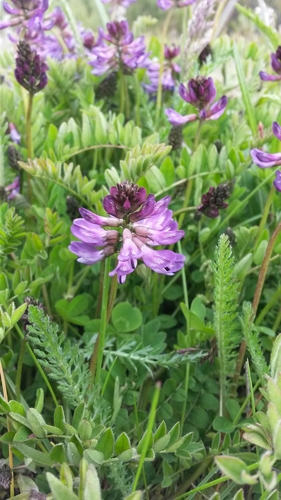 Alpine Milkvetch