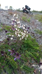 Arabidopsis arenosa arenosa
