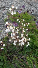 Arabidopsis arenosa arenosa