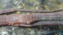 Maculonecroscia shukayi