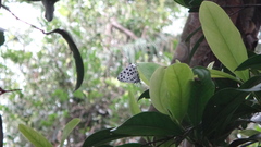 Tajuria maculata