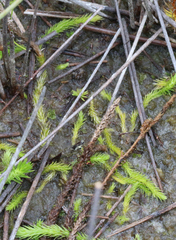 Brownseya serpentina