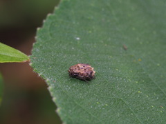 Dasyvalgus formosanus