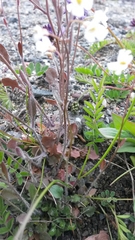 Arabidopsis arenosa arenosa