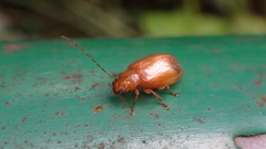 Sinoluperus subcostatus