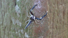 Indopadilla annamita