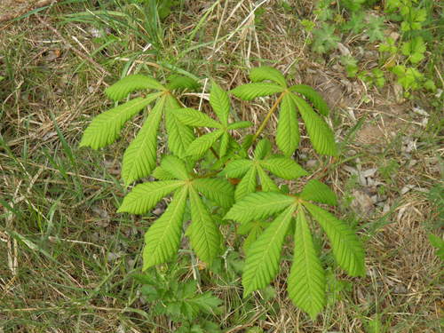 Paprastasis kaštonas