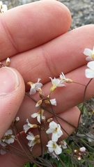 Arabidopsis arenosa arenosa
