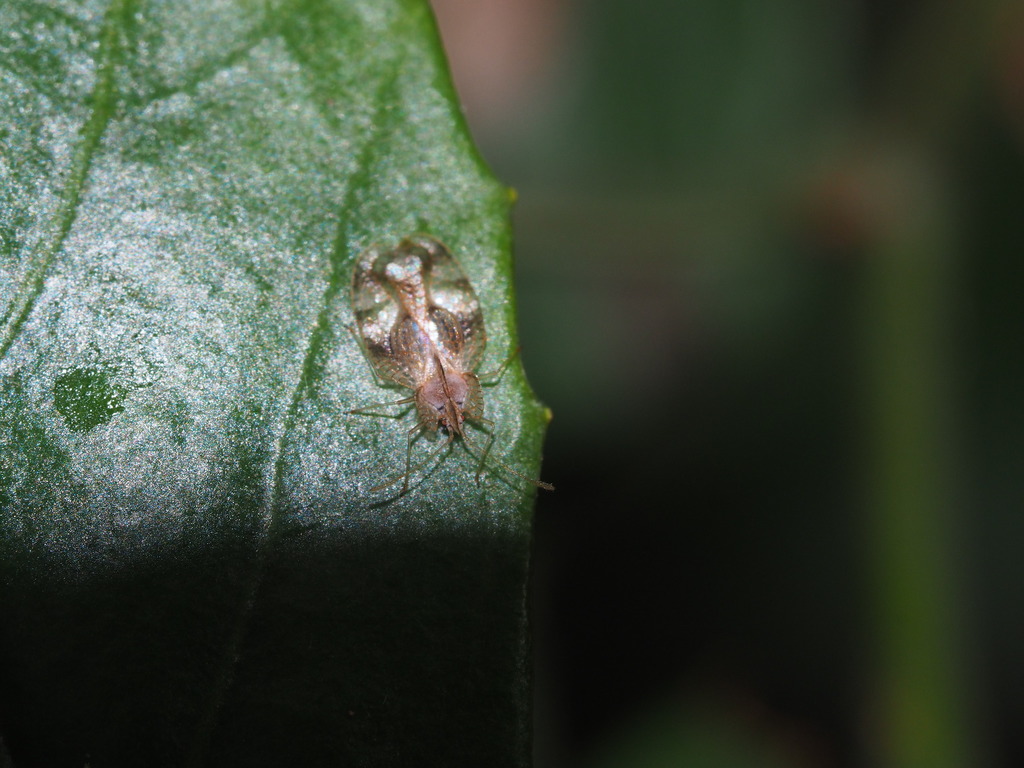 Stephanitis esakii