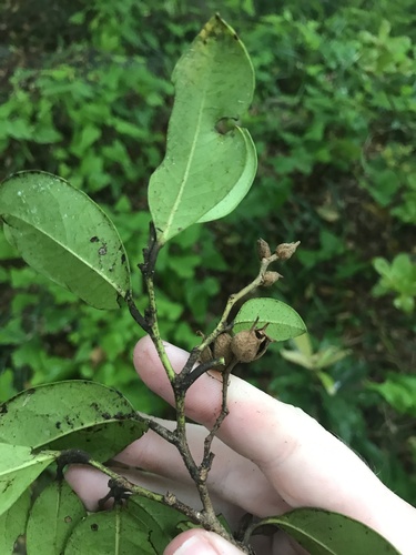Distylium racemosum