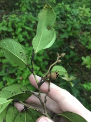 Distylium racemosum