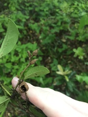 Distylium racemosum, photograph Mason Brock, CC0, iNaturalist via GBIF