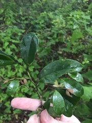 Distylium racemosum, photograph Mason Brock, CC0, iNaturalist via GBIF