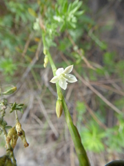 Oxygonum dregeanum