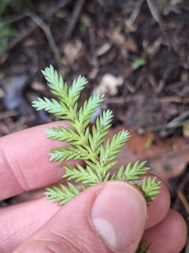 Image of Libocedrus plumosa by (c) Oscar Dove, some rights reserved (CC BY)