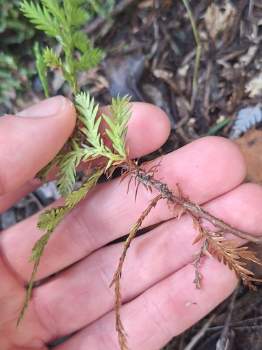 Image of Libocedrus plumosa by (c) Oscar Dove, some rights reserved (CC BY)
