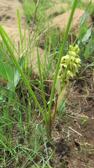 Orthochilus foliosus